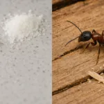 الفرق بين نمل المطبخ ونمل الخشب من حيث الشكل والمكان الذي يتواجد فيه كل نوع