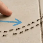 هل النمل يعود من نفس المسار بشكل متكرر عند البحث عن الطعام أو العودة إلى العش